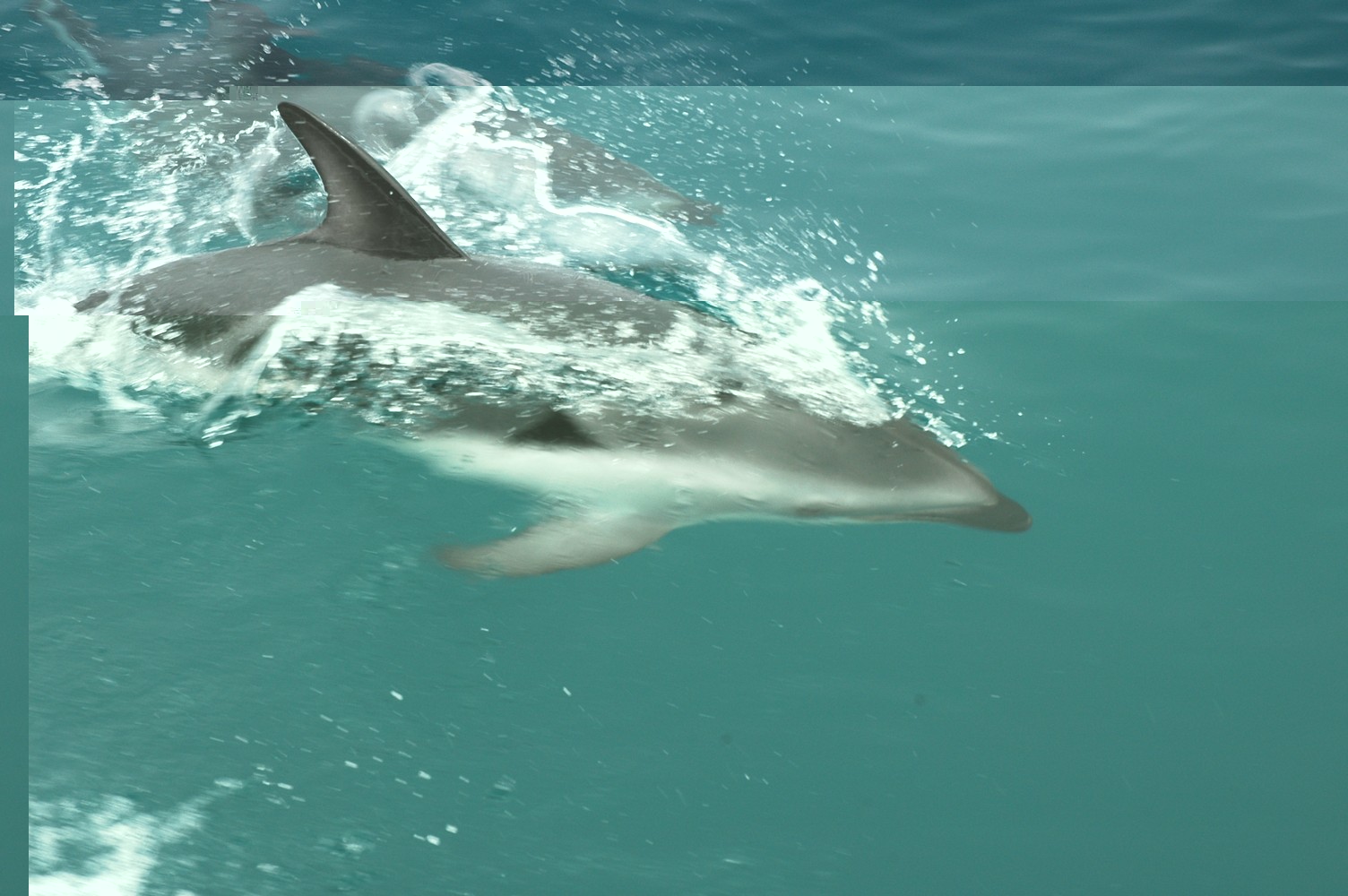 205   30 01   Kaikoura